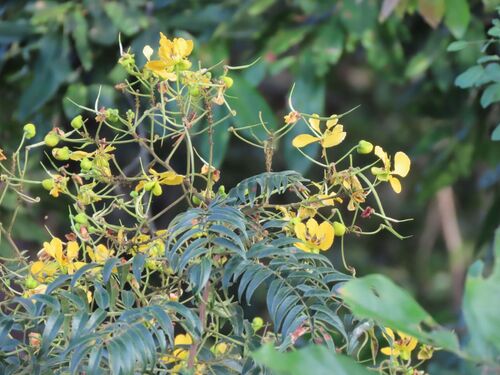 Senna petersiana, photograph 3