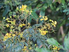 Senna petersiana, photograph author not stated, no rights reserved