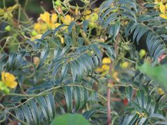 Senna petersiana, photograph author not stated, no rights reserved