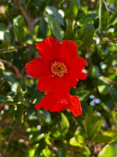 pomegranate
