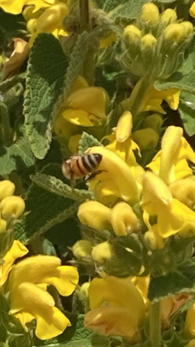 Western Honey Bee