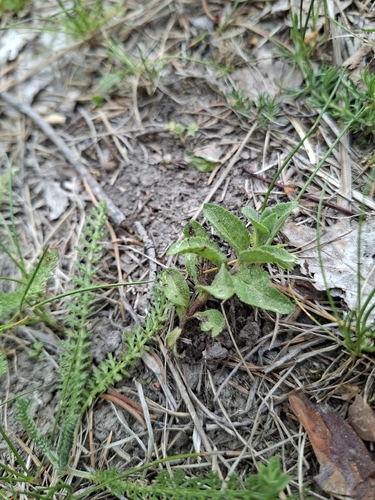 heath speedwell