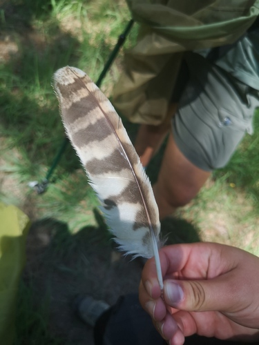 Plume de Chouette hulotte