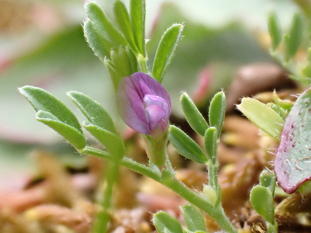 Vicia lathyroides; photograph (c) Henry Miller, some rights reserved (CC BY)