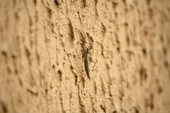 Nephrotoma submaculosa