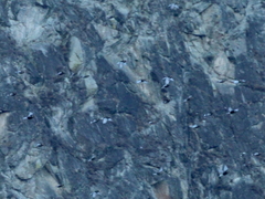 Leucosticte arctoa
