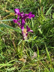 Anacamptis laxiflora, photograph author not stated, no rights reserved