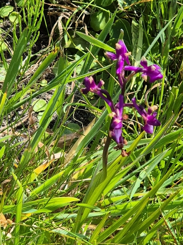 Anacamptis laxiflora, photograph 5