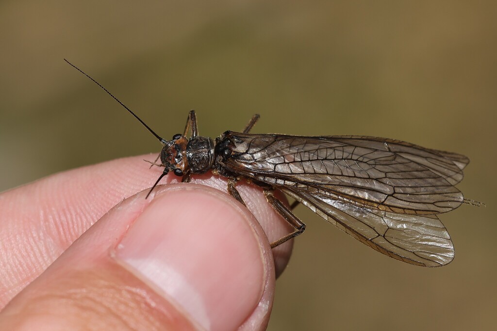 Large Dark Stonefly