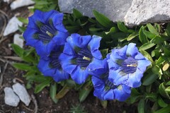 Gentiana angustifolia, photograph (c) Antoine Thivolle, some rights reserved (CC BY)