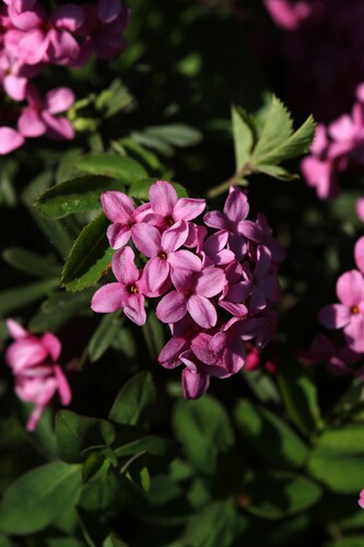 Rose daphne (Daphne cneorum)