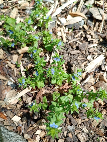 corn speedwell
