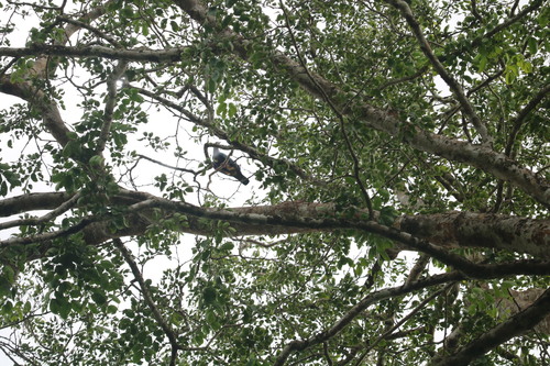 Ducula pinon