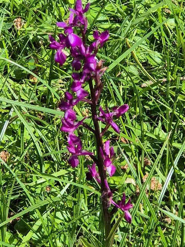 Anacamptis laxiflora, photograph 4