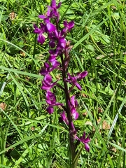 author not stated, no rights reserved Anacamptis laxiflora, photograph author not stated, no rights reserved