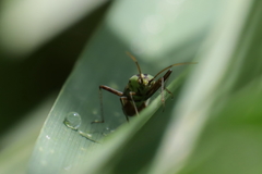 Reuterista instabilis