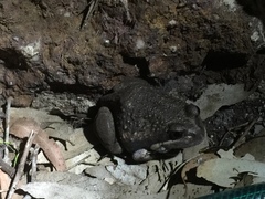 Limnodynastes dumerilii dumerilii