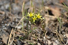 Gagea fedtschenkoana