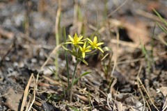 Gagea fedtschenkoana