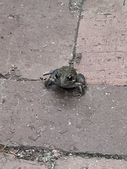 Limnodynastes dumerilii dumerilii