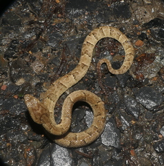 Bothrops osbornei