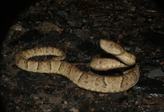 Bothrops osbornei