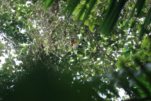 Paradisaea minor observed 2026-05-14