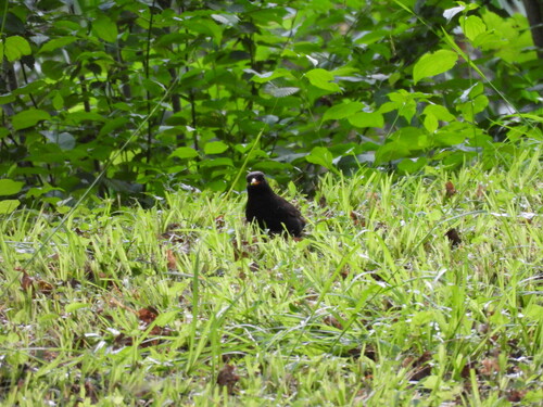 Eurasian Blackbird