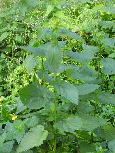 great stinging nettle