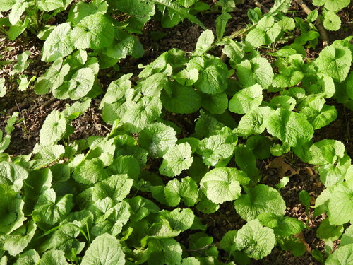 garlic mustard