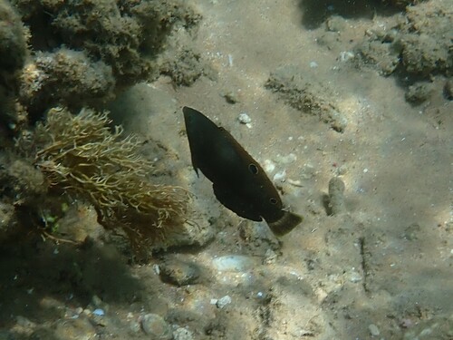 Halichoeres marginatus observed 2026-05-22