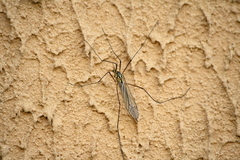 Nephrotoma submaculosa