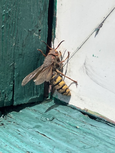 European Hornet