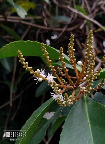 Symplocos acuminata observed 2026-05-25