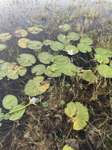 Blue Waterlily
