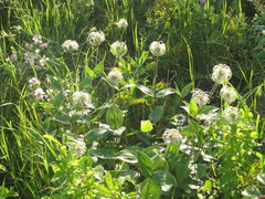 Clematis integrifolia