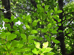Actinidia rufa