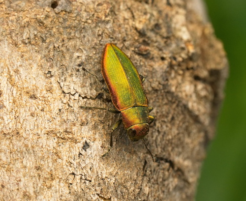 Kisanthobia ariasi