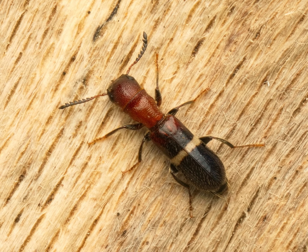Denops albofasciatus