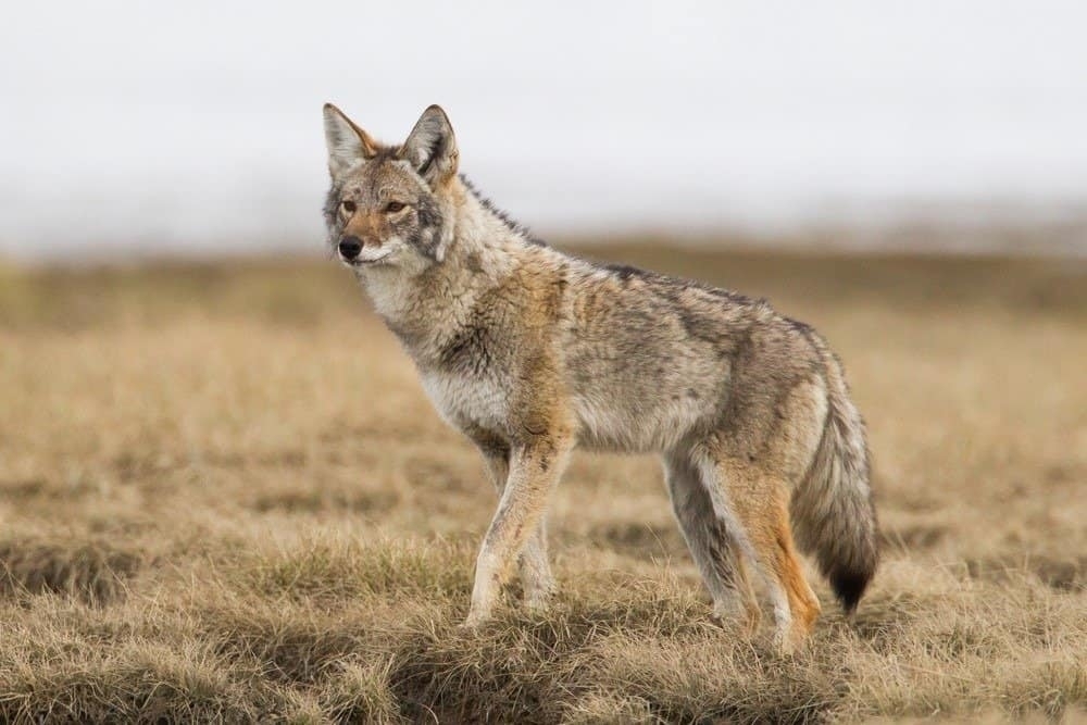 Coyote standing broadside on dry grass, Barrie, Ontario