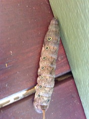 Theretra indistincta