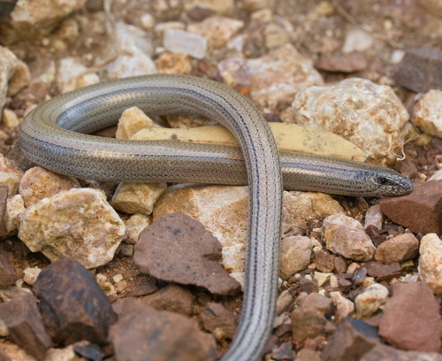 Greek Snake Skink, Ophiomorus punctatissimus
