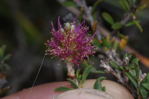 Melaleuca spathulata observed 2026-01-02