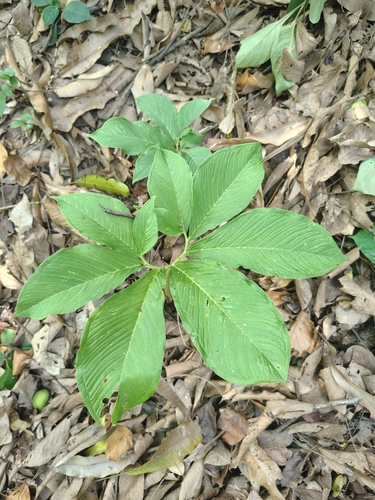 elephant-foot yam