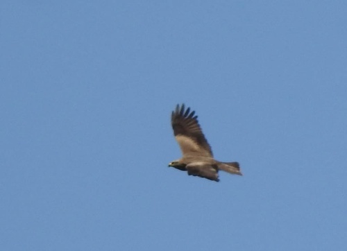 Black Kite