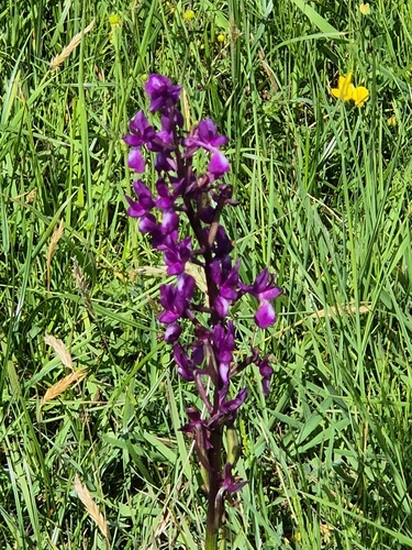 Anacamptis laxiflora, photograph 3