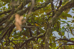 Aethopyga nipalensis