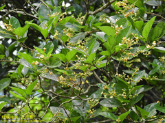 Premna microphylla