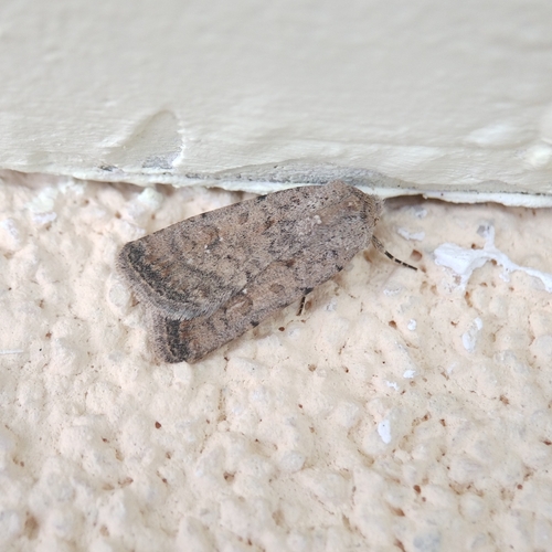Pale Mottled Willow Moth