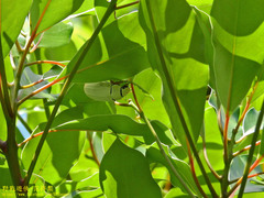 Cyphochilus crataceus